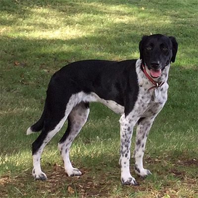 Truffle dog training