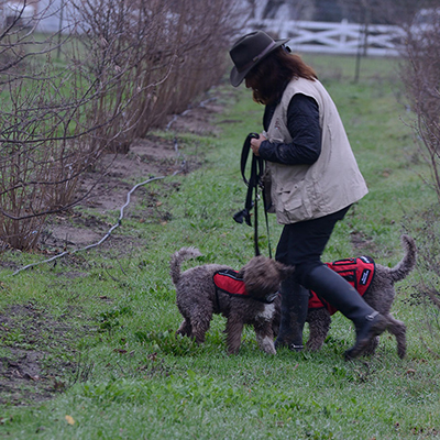 CA Truffle dog 