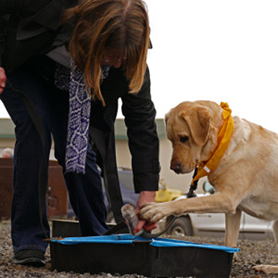 Truffle Dog Training 