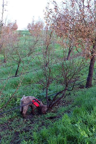 truffle hunting