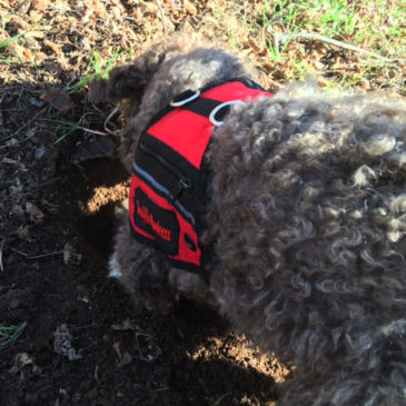 This trained dog digs up buried treasure worth as much as $900 a pound