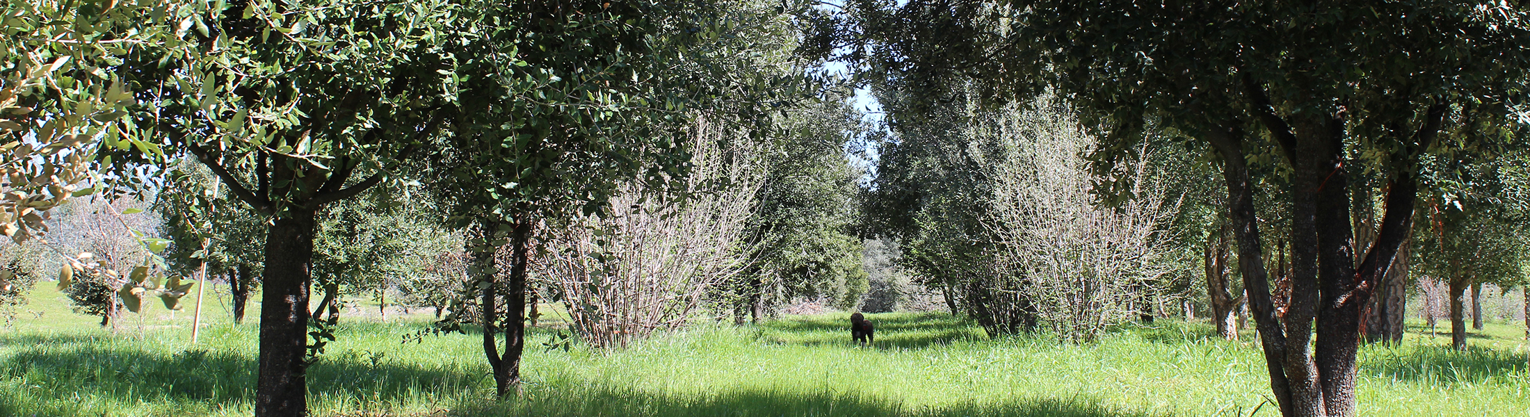 Tesoro Mio (Treasure of mine) is a producing truffle farm