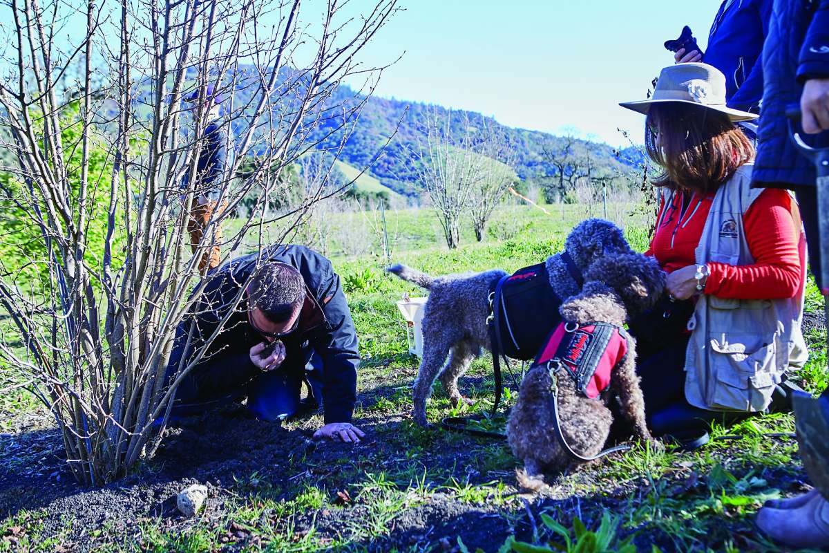 Truffle Farming in the US – Truffle Huntress